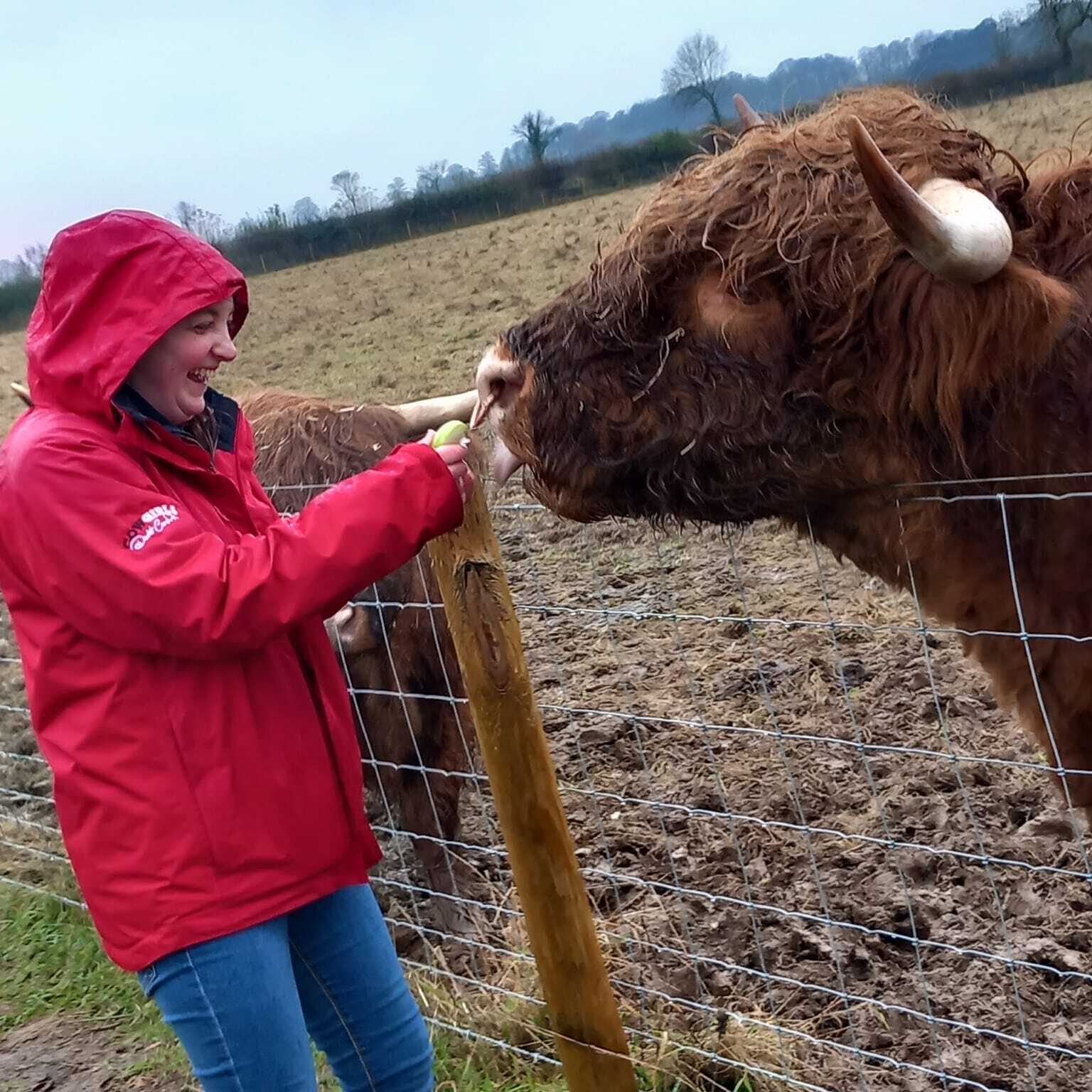 A lady meeting a cow on a farm with community support in Oxfordshire
