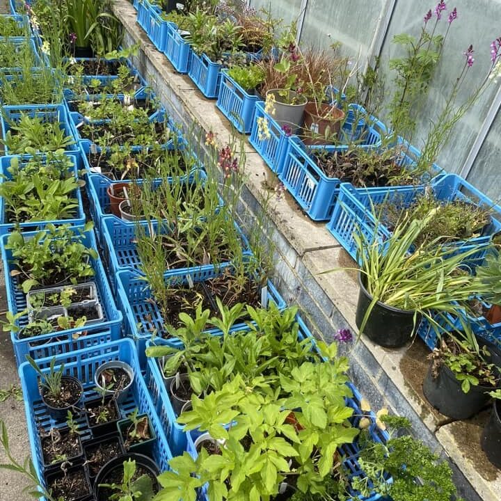 A selection of plants grown at the Wantage Market Garden project in Oxfordshire