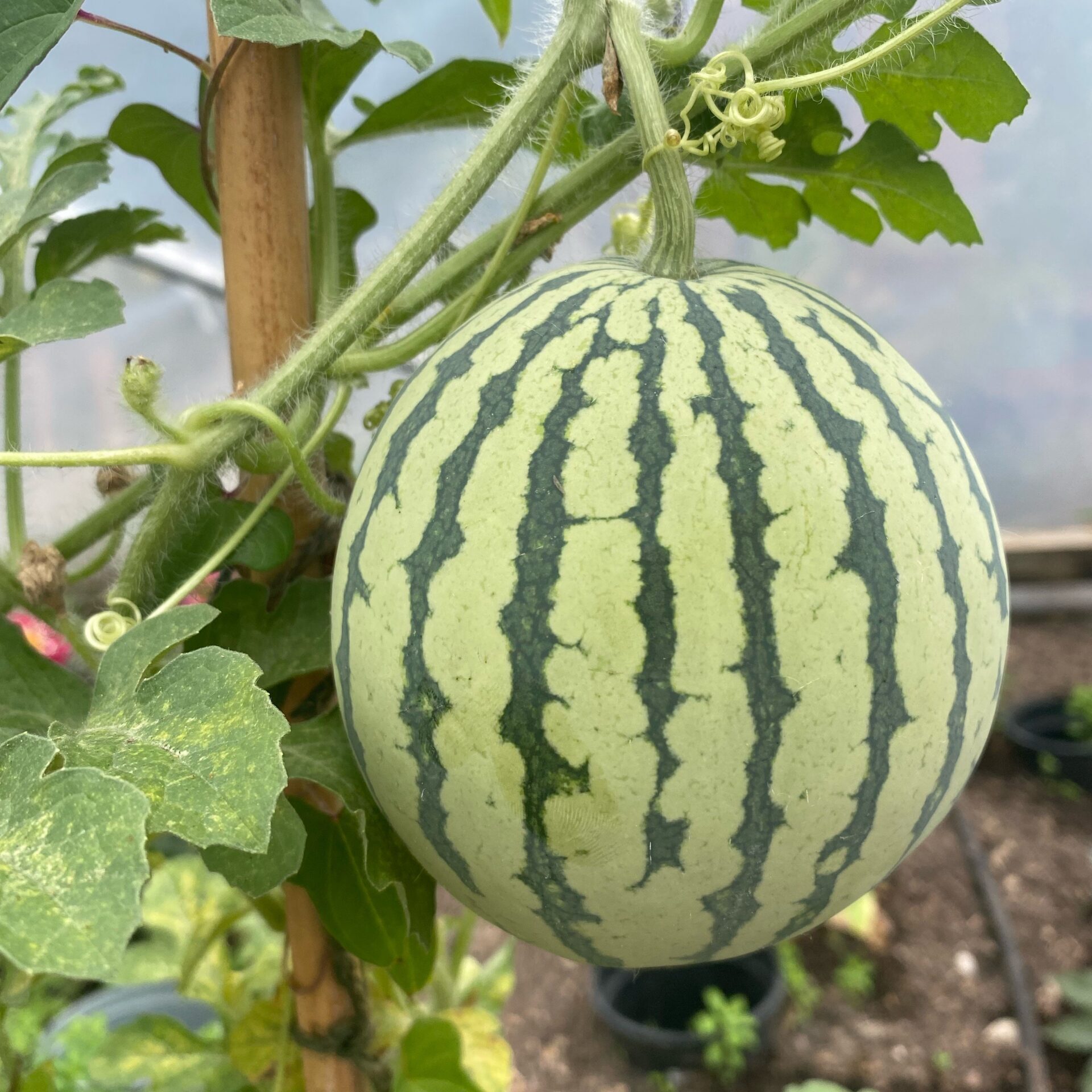 Melon growing in a polytunnel