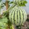 Melon growing in a polytunnel