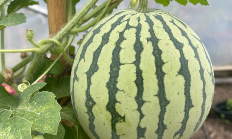 Melon growing in a polytunnel