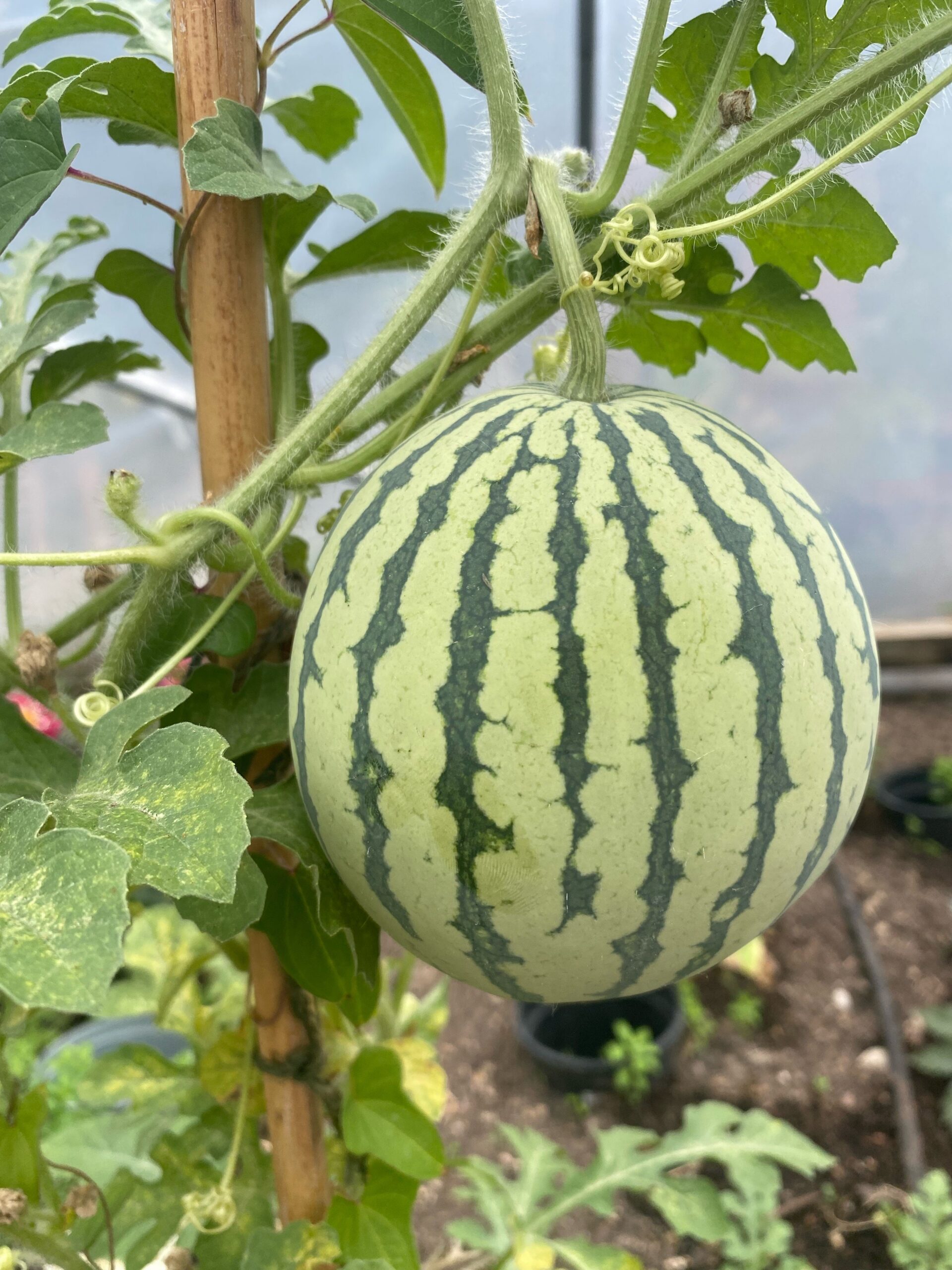 Melon WMG Melon growing in a polytunnel