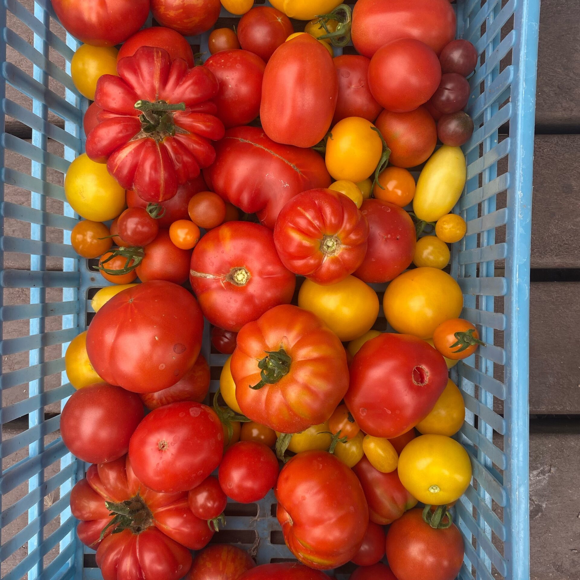 Basket of mixed variety tomatoes